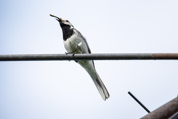 great white wagtail with a dragonfly in its beak