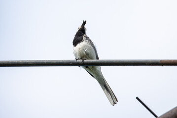 great white wagtail with a dragonfly in its beak