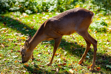 A young deer eats grass. Artiodactyl animal in the wild. Bright green back.