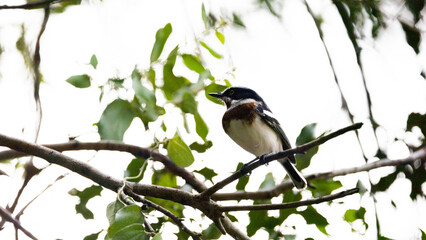 a chinspot batis perched in a tree
