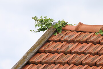 Von der Dachtentmoosung auf eigene Faust sollten Sie aufgrund des Unfallrisikos absehen, ihr Dach...