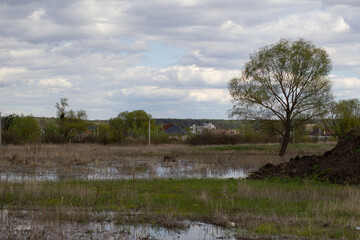 landscape with trees