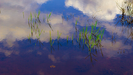 grass over the lake