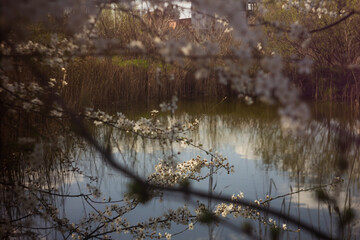 reflection of trees in water