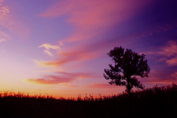 Fototapeta na wymiar 日の出前の鮮やかな雲と木