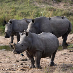 Three dehorned white rhinos in the wild