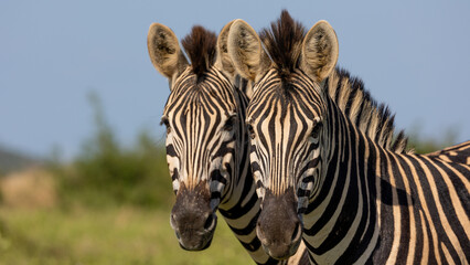 Fototapeta na wymiar Zebras close up in the wild