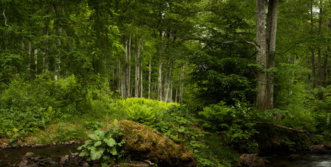Panorama of beautiful green forest during a summer day. Beautiful ferns in the forest