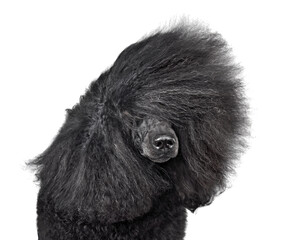 Portrait of poodle with blowing hair