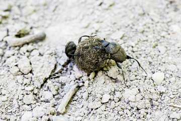 Close up of Scarab beetles rolling dung balls while running backwards. Dung Beetles, Scarabaeidae...