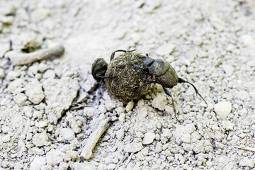 Close up of Scarab beetles rolling dung balls while running backwards. Dung Beetles, Scarabaeidae forming balls of dung for its offspring and rolls them across the ground with its hind legs.