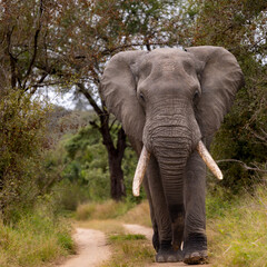 a big African elephant bull walking down a gravel road