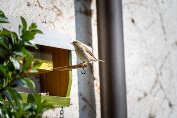 A hungry little sparrow sits on the perch of a bird feeder attached to the wall of a house to eat
