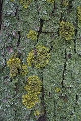 Colorful lichen on bark of horse chestnut tree