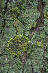 Uneven surface of bark of horse chestnut tree with multicolored lichen