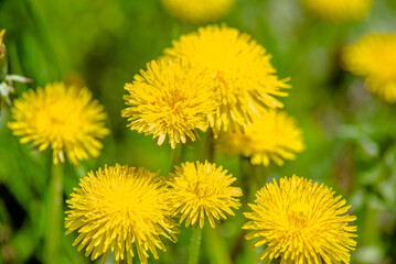 Yellow dandelions blooming on grass background