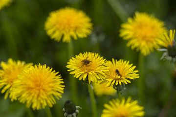 Honey bee collecting nectar from dandelion flower in the summer time. Useful photo for design or web banner. Selective focus