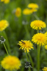 Honey bee collecting nectar from dandelion flower in the summer time. Useful photo for design or web banner. Selective focus