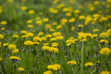 Green field with yellow dandelions. Closeup of yellow spring flowers on the ground