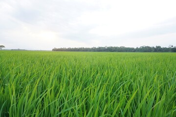 Green rice fields in the afternoon