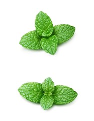 ミント 葉 スペアミント イラスト リアル セット © akaomayo