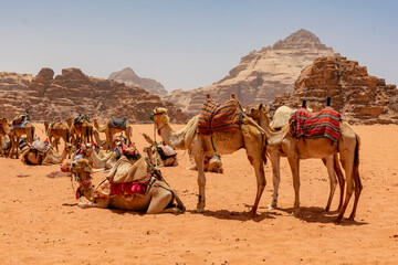 Fototapeta premium Wadi Rum, Jordan - June 7 2019: A caravan in the Jordanian desert