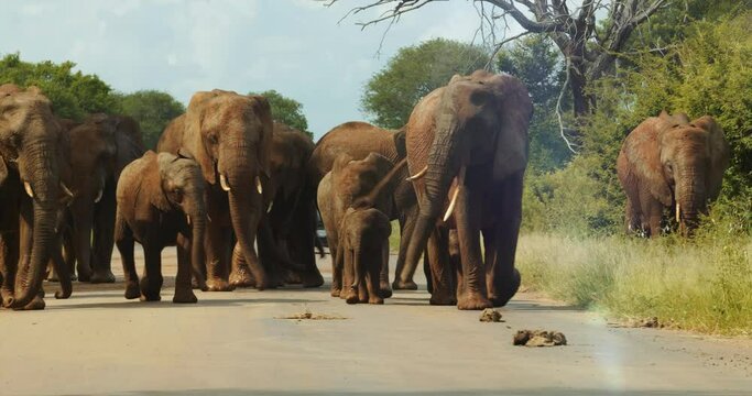 Large family herd of elephant walking towards us in the road. Kruger Park safari
