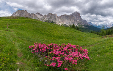 Mountain flowers above the Falzarego pass in the Dolomites