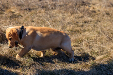 Fototapeta premium Cute labrador retriever puppy playing with stick on a meadow