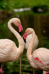 Gorgeous Flamingo birds. Tropical Theme Wallpaper with Flamingos. 