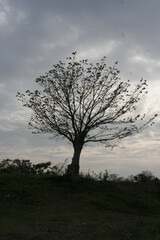 Fototapeta na wymiar Big tree alone with gray cloudy sky background.