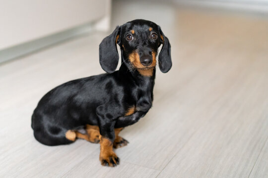 Portrait of a dachshund puppy dog sitting on the floor at home
