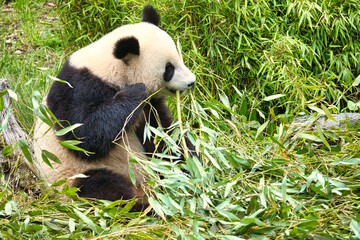 Fototapeta premium big panda sitting eating bamboo. Endangered species. Black and white mammal