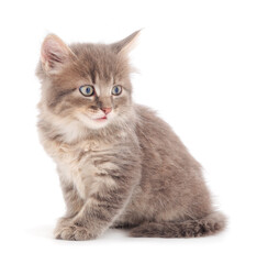 Obraz premium Small gray kitten.