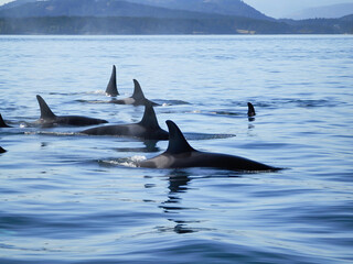 Group of orca (killer whales) moving together in a costal landscape