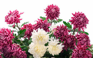  Flowers of chrysanthemum.
