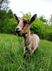 goats graze in the field