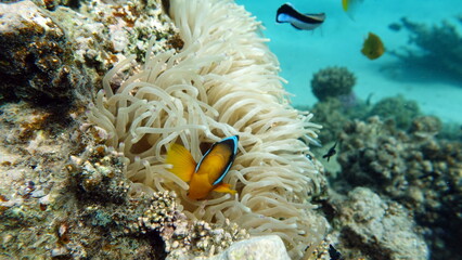 Naklejka na ściany i meble Clown fish amphiprion (Amphiprioninae). Red sea clown fish.