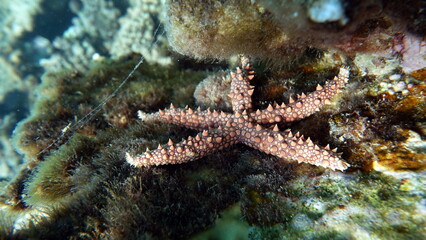 Egyptian starfish (Gomophia egyptiaca) on the reefs of the Red Sea.