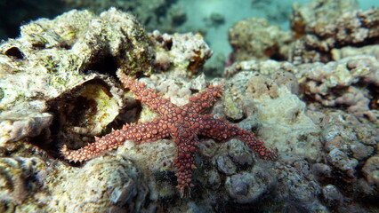 Egyptian starfish (Gomophia egyptiaca) on the reefs of the Red Sea.