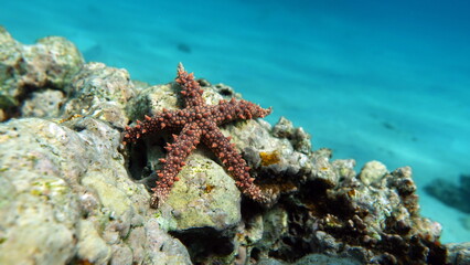 Fototapeta na wymiar Egyptian starfish (Gomophia egyptiaca) on the reefs of the Red Sea.