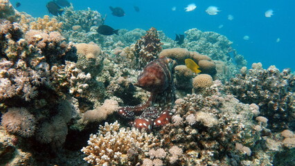 Naklejka na ściany i meble Big Blue Octopus (Octopus cyanea) Octopus. Big Blue Octopus on the Red Sea Reefs. 