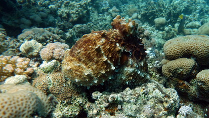 Naklejka na ściany i meble Big Blue Octopus (Octopus cyanea) Octopus. Big Blue Octopus on the Red Sea Reefs. 