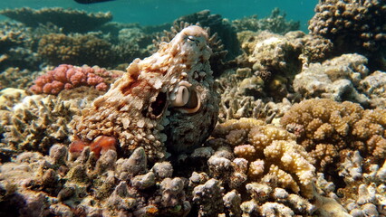 Big Blue Octopus (Octopus cyanea)
Octopus. Big Blue Octopus on the Red Sea Reefs.
