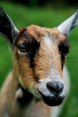 goats graze in the field