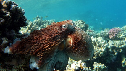 Big Blue Octopus (Octopus cyanea)
Octopus. Big Blue Octopus on the Red Sea Reefs.
