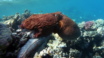 Big Blue Octopus (Octopus cyanea) Octopus. Big Blue Octopus on the Red Sea Reefs. The cyanea octopus, also known as the Big Blue Octopus or Day Octopus.  © Vitalii6447