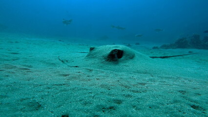Stingray stingray .Ringed stingray. (Himantura uarnak) Found at depths up to 50 m. The maximum recorded disc width is 200 cm.