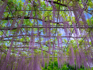 Fototapeta premium Japanese wisteria trellis with a blue sky (Ashikaga, Tochigi, Japan)