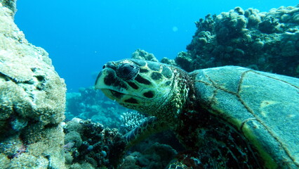 Fototapeta premium Hawksbill sea turtle (CR species) Hawksbill Turtle - Eretmochelys imbricata.